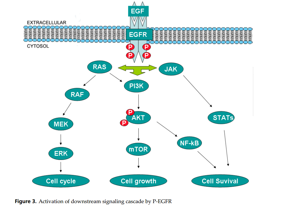 Activation of downstream signaling cascade by P-EGFR.PNG