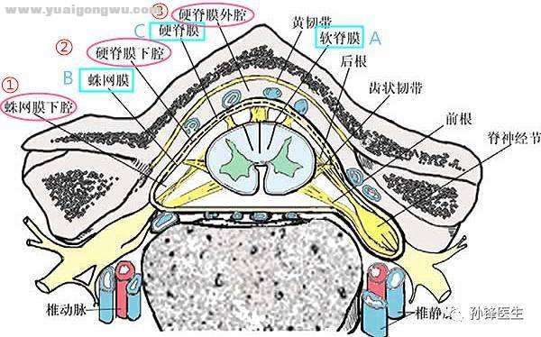 脊髓被膜解剖结构图解图片